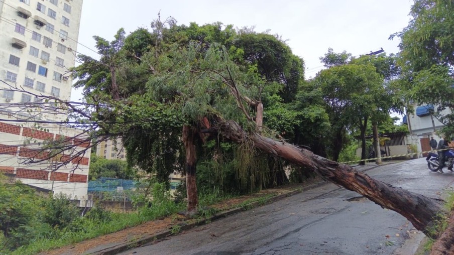 Queda de árvore Niterói - Foto: Divulgação