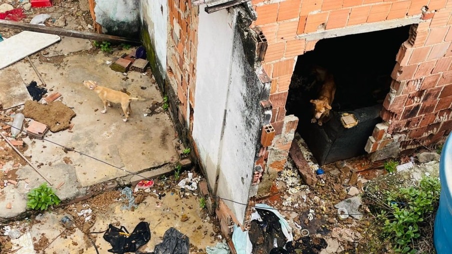 Moradores pedem resgate de 15 cães abandonados, após morte de tutor, no Complexo do Alemão