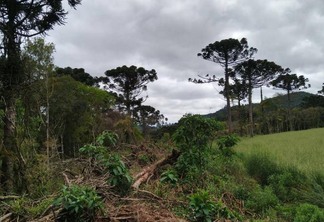multas-por-desmatamento-na-amazonia-aumentam-219%-no-1o-trimestre