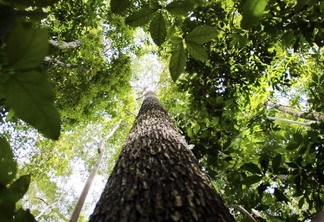 plano-contra-desmatamento-na-amazonia-recebe-sugestoes-ate-dia-26