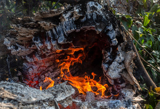 Tronco de árvore pegando fogo na floresta amazônica (Foto: Victor Moriyama)