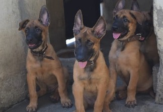 A tropa canina da GM passa a contar com 34 cães – Robert Gomes/Prefeitura do Rio