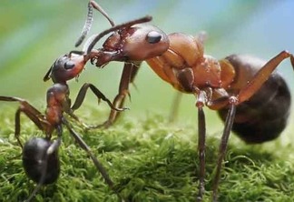 Cientistas descobrem que formigas "escravizam" plantas para cultivar fungos
