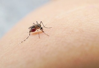 Dengue - Foto: Reprodução