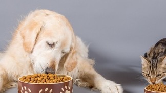 Mitos e verdades sobre alimentação de cães e gatos