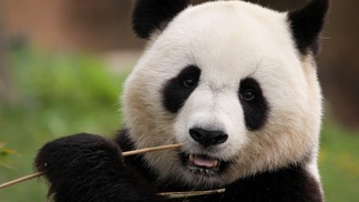 Dia do Panda celebra amizade entre Brasil e China no Planetário do Rio neste domingo