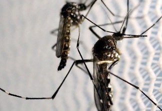 ctnbio-aprova-biosseguranca-de-vacina-contra-a-dengue