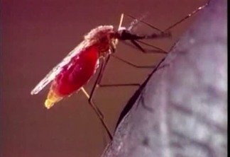 exames-de-laboratorios-privados-mostram-aumento-de-casos-de-dengue