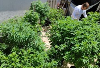 anvisa-proibe-importacao-de-cannabis-in-natura-e-partes-da-planta