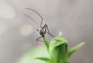 Aravind K por Pixabay Mosquitos têm hábitos peculiares e conhecê-los pode ajudar no seu combate.