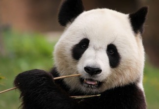 Dia do Panda celebra amizade entre Brasil e China no Planetário do Rio neste domingo