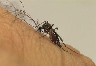 Dengue: saiba como identificar os sintomas e prevenir a doença