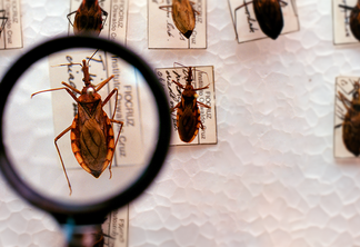 Brasil investe em pesquisa e luta pela eliminação da Doença de Chagas