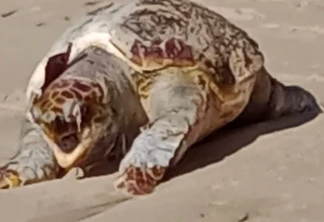 prefeitura-de-buzios-aciona-cta-para-salvar-tartaruga-gigante-que-encalhou-na-praia-de-joao-fernandes-neste-domingo