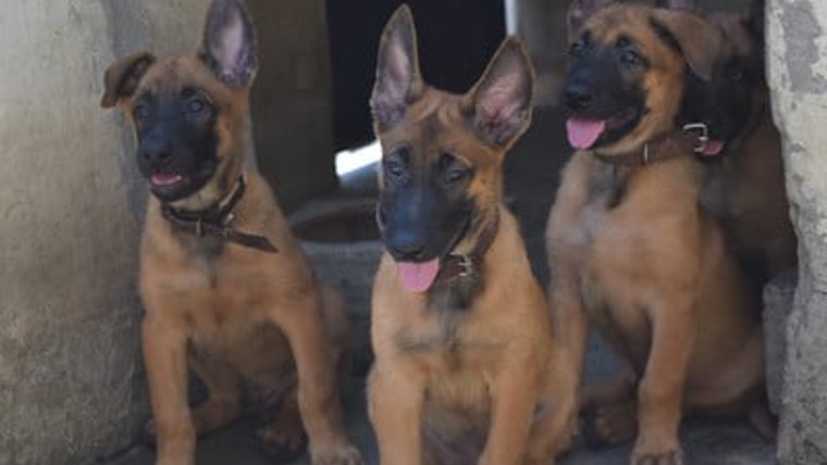 A tropa canina da GM passa a contar com 34 cães – Robert Gomes/Prefeitura do Rio