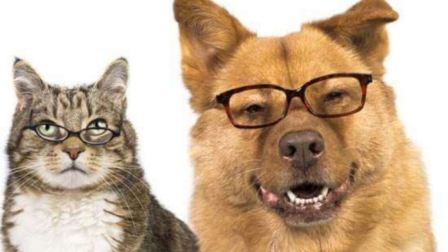 Pets idosos: veja como manter a saúde e o bem-estar dos cães e gatos com idade avançada