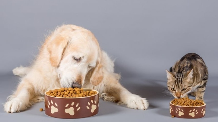 Mitos e verdades sobre alimentação de cães e gatos