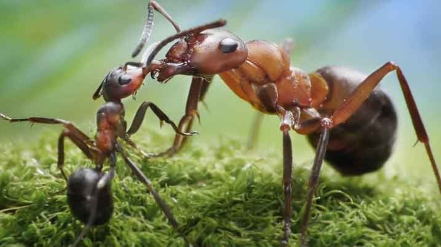 Cientistas descobrem que formigas "escravizam" plantas para cultivar fungos