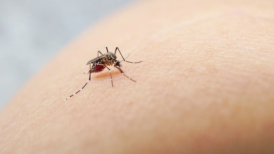 Dengue - Foto: Reprodução