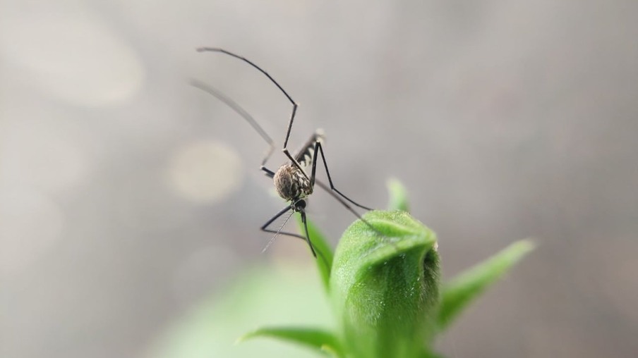 Aravind K por Pixabay Mosquitos têm hábitos peculiares e conhecê-los pode ajudar no seu combate.