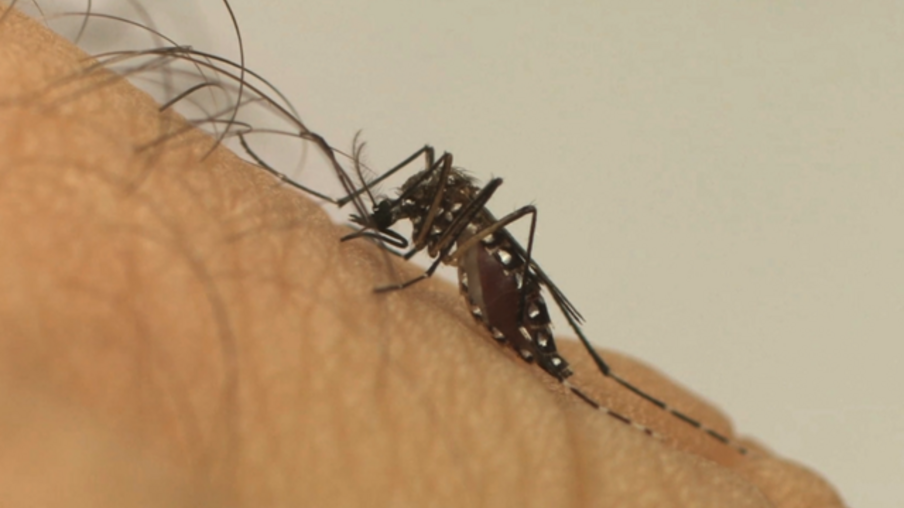Dengue: saiba como identificar os sintomas e prevenir a doença