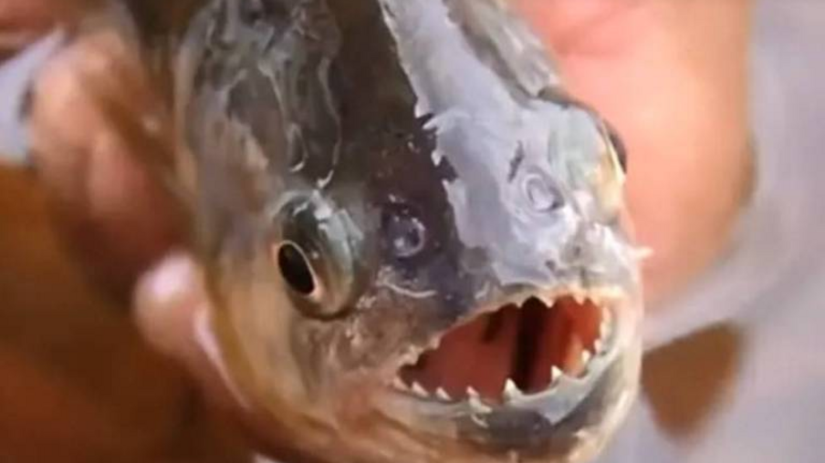 Homem segura piranha, espécie de peixe carnívoro de água doce. Foto: reprodução/TV Globo