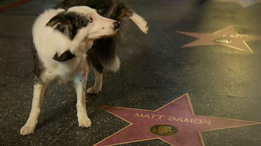 Messi,o cão ator, faz xixi na estrela de Matt Damon. Foto: reprodução