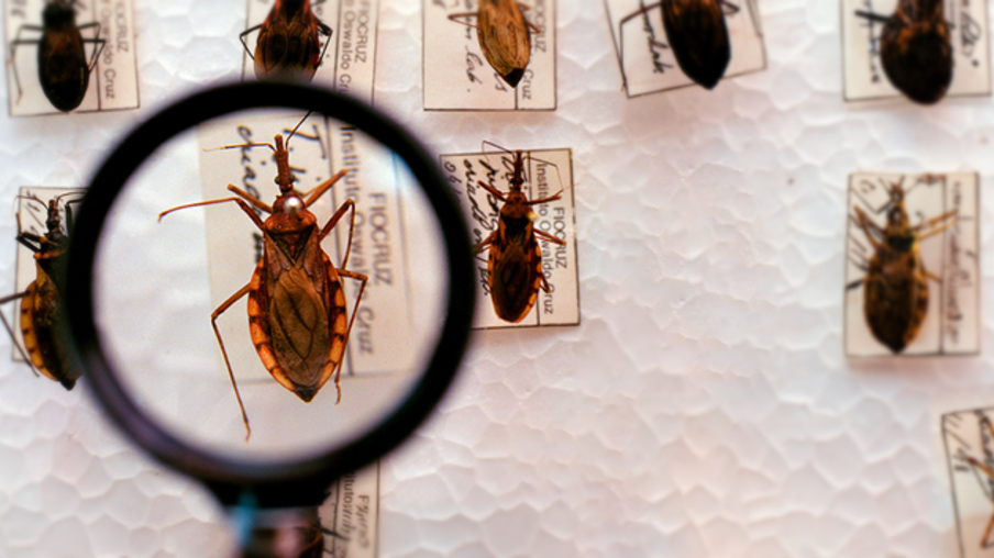 Brasil investe em pesquisa e luta pela eliminação da Doença de Chagas