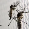 Sorotipos 1 e 2 do vírus que causa a dengue circulam no Rio de Janeiro - Foto: Divulgação/Agência Brasil