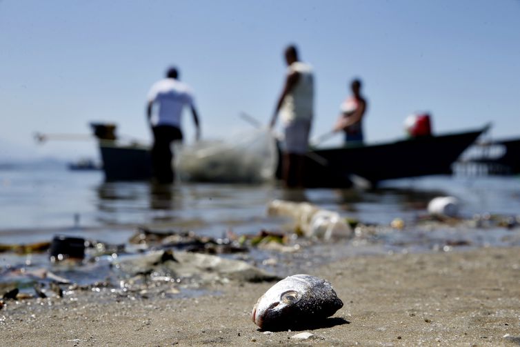 Mesmo poluída, a Baía de Guanabara é fonte de renda para milhares de pescadores - Tânia Rêgo/Agência Brasil
