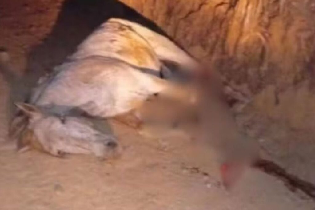 Cavalo mutilado em Bananal gera revolta e investigação. Foto: Reprodução/Redes Sociais
